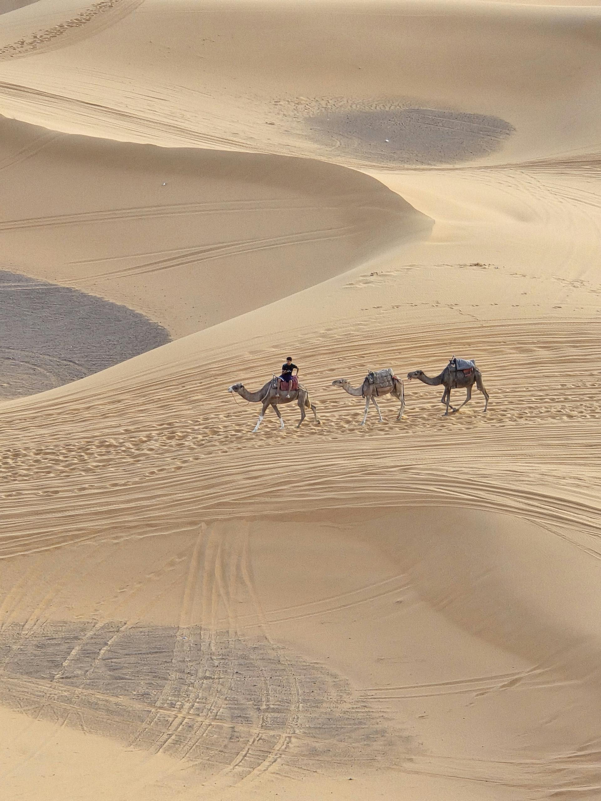 Desert — Camel Riders